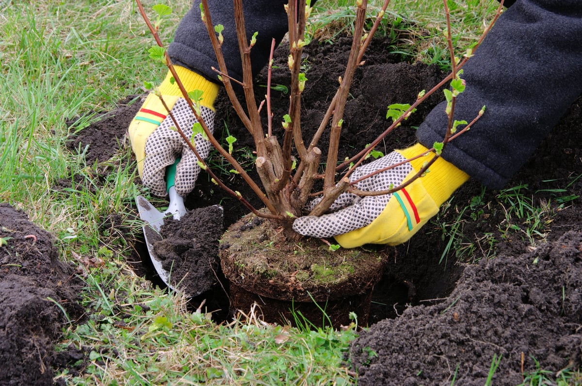 Gardener planting potted shrub in soil with trowel during landscaping job