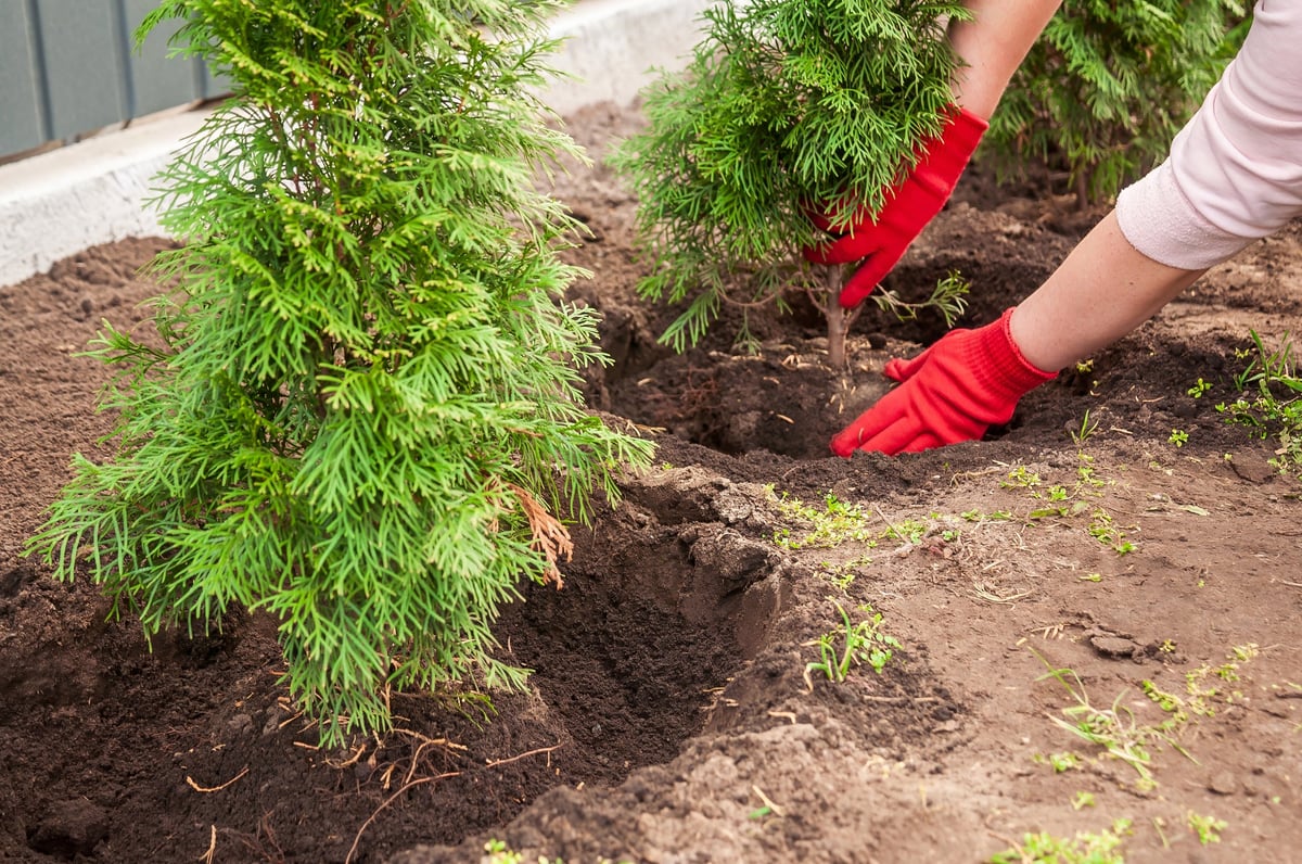 Gardener planting a small evergreen tree in a landscaped garden bed
